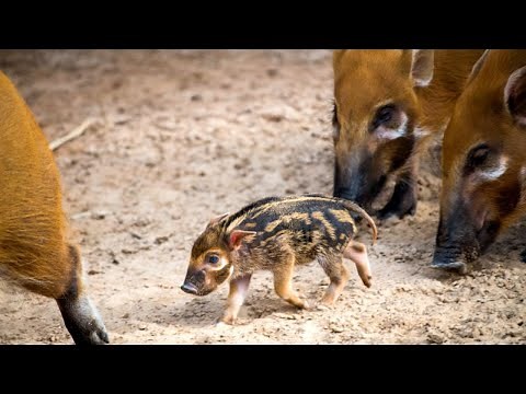 Newborn Hog With Sweet Human-Like Eyes Loves Being the Only Baby in Town