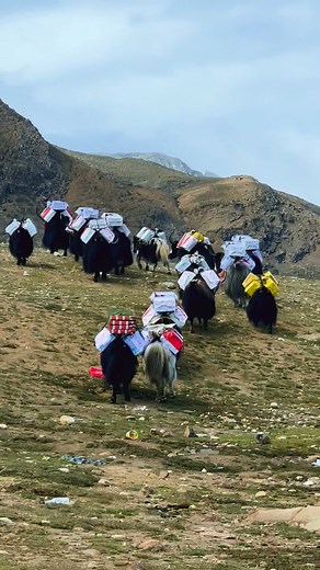 Chin nepal ko sima bata yesari saman leuxan mugum basi haru #hamimugumpa #mugunepal #uppermugu #mugunepal 🇳🇵🇳🇵🇳🇵 # | Tenzing Gyamtso