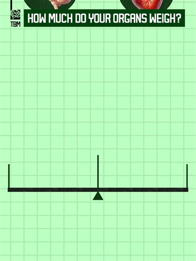 How Much Do Your Organs Weigh? - Ever wondered how heavy your organs are? This animation puts them on a scale to reveal the surprising weight inside your body.#viral #viraltiktok #viralvideo🔥 #foryou #foryoupage❤️❤️ #fyp #fypシ #fypシ゚viral #humanorgans #comparison