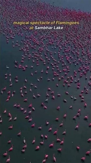 Migration of flamingo to Rajastan