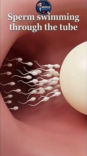 How Sperm Travels Through the Fallopian Tube | Sperm Movement Through Female Reproductive Tract