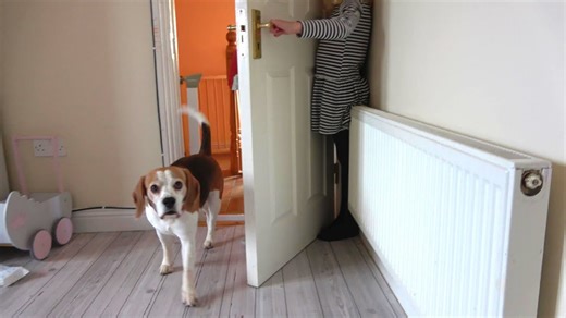 Silly dogs turn hide and seek into total chaos