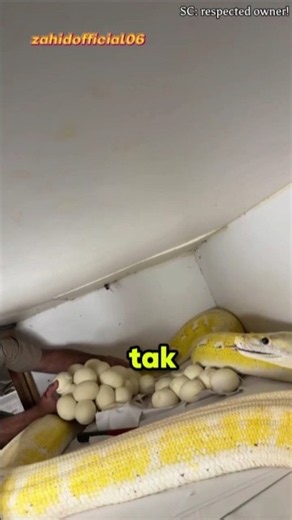 Evacuating snake eggs from under the cabinet