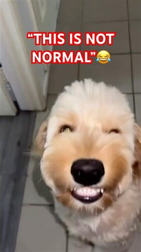 Funny Smiling Dogs Compilation 😂 | Try Not to Laugh