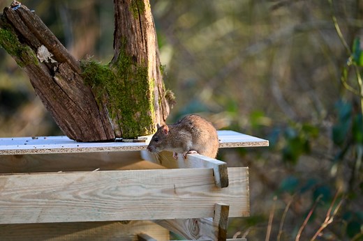Attention, le compost attire les rats ! Voici comment les en éloigner