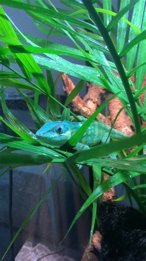 Anoles are such a smart and almost dinasour like reptile in my opinion. The way the interact in pairs and how they use their terrarium, it’s just such a cool thing to witness! #reptile #anole #education #fyp #beautiful