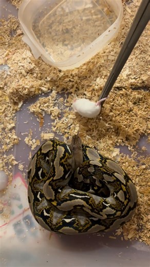 Feeding my Retic an adult mouse and a snack (baby mouse) 🤣 ‏#pythons #reptiles #python #snakes #ثعابين #reticulatedpython #snake #ballpython #افتراس #زواحف #ballpythons #reptile #pythonregius #ballpythonmorphs #like #royalpython #ballpythonsofig #explore #reptilelover #reptilekeeper #exoticpets #pets #snakebreeder #petsofinstagram #animals #trend #instalike #morphe #ballpythonbreeding #royalpythons | Bassam Ezaya