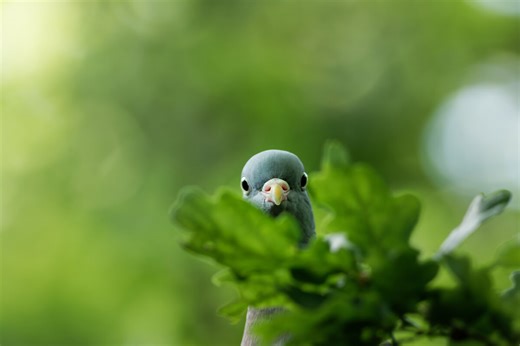 The world’s most bizarre secret weapons: Inside animal espionage