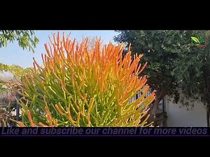 How to grow pencil cactus, fire stick, naked lady ,milk bush care and propagation complete guide