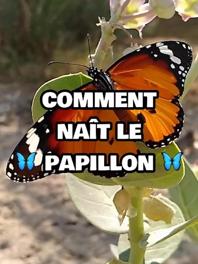 Le Cycle de Vie du Papillon : De l'œuf au papillon adulte
