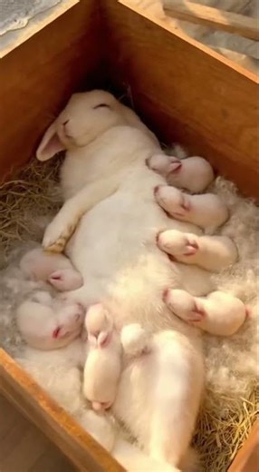 Bunnies Nursing From Their Lop-Eared Mom #bunnies #bunny #shorts #youtubeshorts