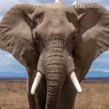 European Mammoth Trumpet 🐘 🔊