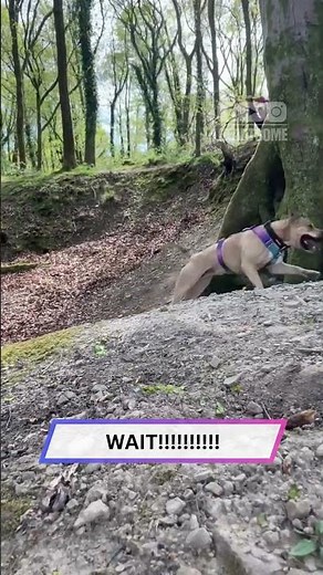 Epic Rope Swing Fails—Tree Scores | Men Faceplant! 🌳💥😂