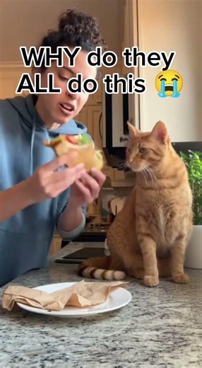 Cat Slaps Owner Every Time They Do THIS…