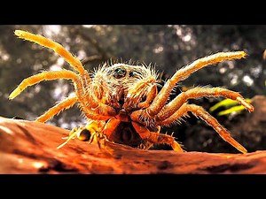 LES FOURMIS Bande Annonce (2024) Nouvelle, Bernard Werber, Jeu Vidéo