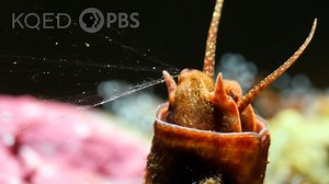 Most of the sea snails in this tide pool cruise around searching for food. But not the scaled wormsnail. It cements its shell to a rock and snags its meals using the one thing a snail has plenty of: mucus! | Deep Look • PBS