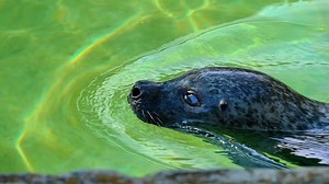 海豹 游泳 水池 - Free video on Pixabay