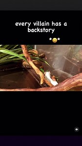 711K views · 2.2K reactions | i dont name my venomous snakes but i’m honestly considering it because i want to make my water moccasin Shrek. definitely king of the swamp given adults can eat juvenile alligators ***#explorepage #explore #cottonmouth #snakes #reptile | Donovan Lindo | Facebook