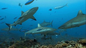 From Fishers to Conservationists: Safeguarding Sharks, Safeguarding Our Seas Sharks may be feared for their teeth, but in Belize, they’re valued as guardians of the sea. At Glover’s Reef, local fishers are teaming up with scientists to tag sharks, track their movements, and collect vital data that informs how we protect marine life. What once was seen only as fishing is now evolving into conservation, where every dive, every tag, and every discovery helps keep our ocean in balance. Through the B
