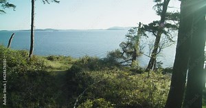 Pacific Coastal Forest with a view of Puget Sound near Seattle Washington