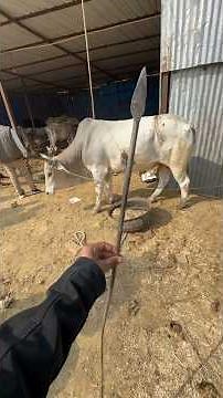 इतना हेवान कोई केसे हो सकता है 😭💔 #gaumata #love #help #animals #humanity #helping #viralvideo