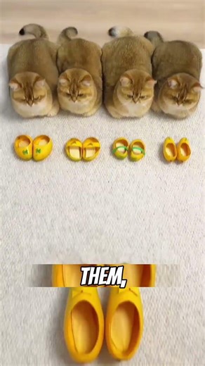 Cats Wearing Mango Shoes?! 😂 Cute & Funny Pet Moment #shorts