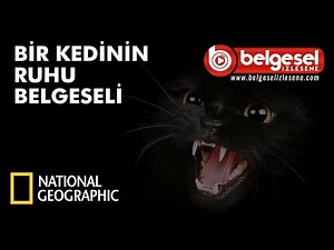 Bir Kedinin Ruhu Belgeseli - Türkçe Dublaj