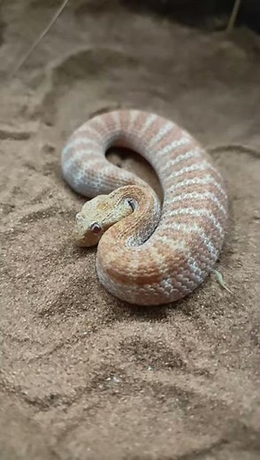 Fastest snake strike in the world