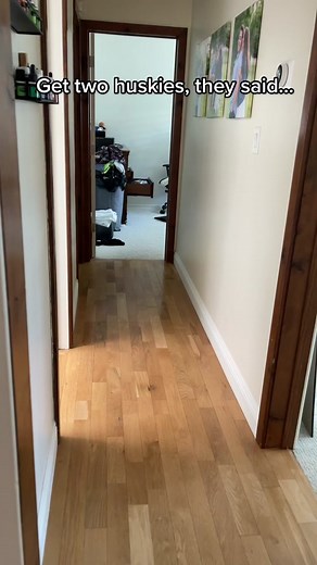 Husky Howling Compilation | Funny Husky Talking Moments