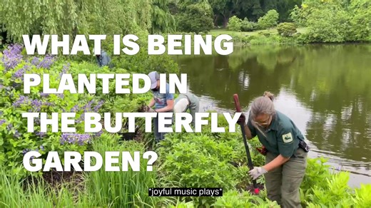 20 reactions | It's pollinator week! 曆   Join Director of Horticulture, Steph Almasi in the butterfly garden at Willow Pond to see what her team is planting to attract pollinators! | Mount Auburn Cemetery | Facebook