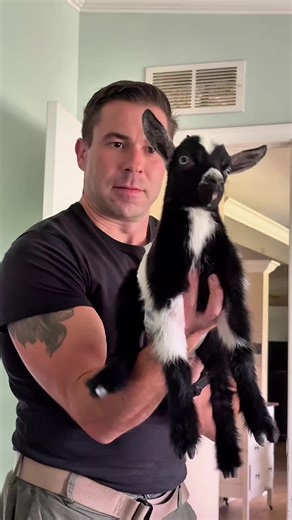 Funny Goat Sounds Compilation: Laughter Guaranteed!