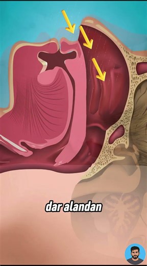 Neden Horlarız? İşte Boğazınızda Olanlar! 😴