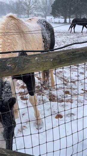 Deciding whether or not to bring the horses in. Snow storms in Georgia are so rare! #horse #horselove #horselife #horsecare | American Dream Farm - Monique Smith
