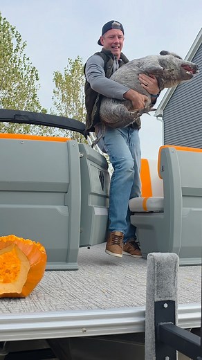 1.4K views | When you're not ready to leave the boat   #AuraPontoons #pontoonpig #pontoon #boating | Aura Pontoons | Facebook