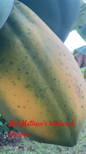 ഇച്ചിരെ സ്ഥലം ഒരു ഫ്രൂട്ട് പ്ലാന്റ് Pappaya #farmtotable #pappaya #rearfruits #outdoors #naturelover