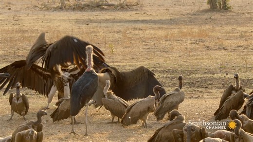 1.4K views · 192 reactions | Meet the Largest Vultures in Africa | Video: Smithsonian Channel | Eaglewatch NL | Facebook