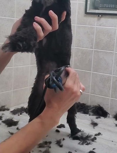 Shaving a fidgety puppy with clippers demo, clip from full video, dog grooming without restraints