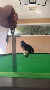 2.2M views · 26K reactions | Billiards avocado sharpness test! #fyp #knife #knifesharpening #ray #knifesharpener #rui #knives #japaneseknives #kitchenknives | Ray The Sharpener | Facebook