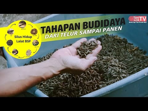 Cara Sukses Budidaya Maggot BSF Dari Telur Hingga Siap Panen