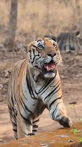 51K views · 3.8K reactions | At dawn, deep within a dry forest, a...