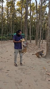 3.2M views · 69K reactions | Monkey funny video #reels #trendingreels #funnyreels #funnyvideo #virals #foryoupage #indian #monkey #Bangladesh #comedy #funny #alamin9930 | MD Alamin | Facebook