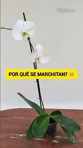 Why do your orchid flowers wilt? 🌸 #shorts #orchids #phalaenopsis #plants