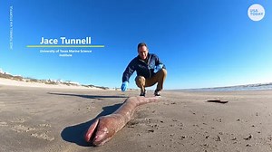 Endangered species: 4-foot American eel found washed ashore by researcher on Texas beach