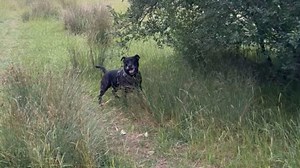 Playful dog overestimates his high-jump skills while attempting to grab a stick in a tree