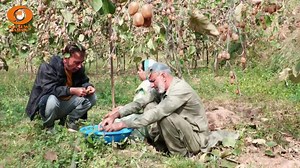 461K views · 9.9K reactions | 60-year-old ex-serviceman Mohammad Aslam Bhat from #Udhampur’s Bian village has successfully cultivated a bumper crop of kiwi, inspiring #JammuandKashmir's youth to explore horticulture as a profitable career. | Dr Jitendra Singh | Facebook