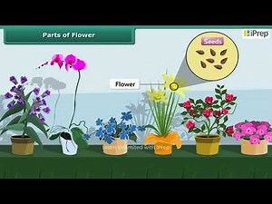 Sexual Reproduction - Parts of Flower | Reproduction in Plants | Science | Class 7th | iPrep