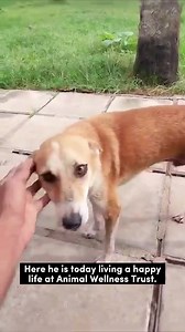 From suffering alone in the streets to happy and loved🙌🏼✨ Peeku found his happily ever after with a miraculous transformation. Just like Peeku, every street dog deserves kindness so don’t forget to show some compassion to a dog in need🐶❤️ | Embark