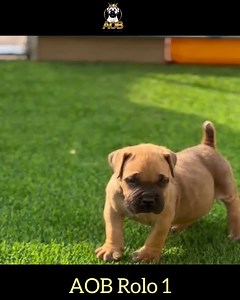 26 reactions · 3 comments | 1st time in the open grass. AOB Rolo 1 confidently takes his steps and tries to mark his new environment. Only at few weeks old, he is already an absolute stunner    Note: Not Available | Alagbede Ogun Boerboels | Facebook