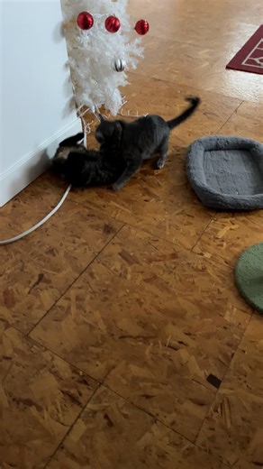 Mommy and son fighting