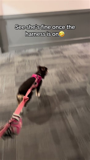 #skyetheminiaussie #harness